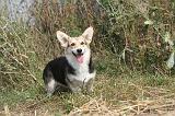 CORGI PEMBROKE 272